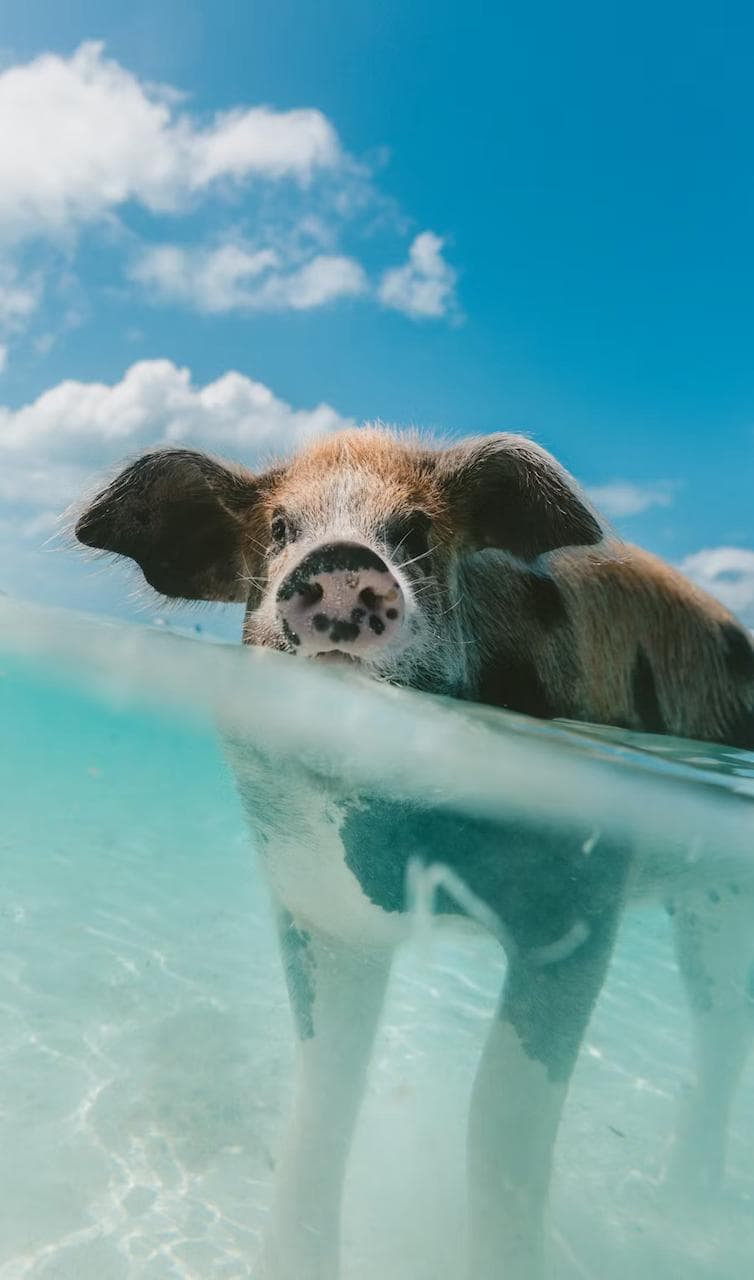 Bahamas